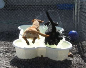 Splash Pools for Dogs - The ‘One Dog One Bone’ Swimming Pool for ...