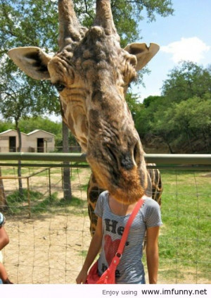 Tagged animals , giraffe , photo