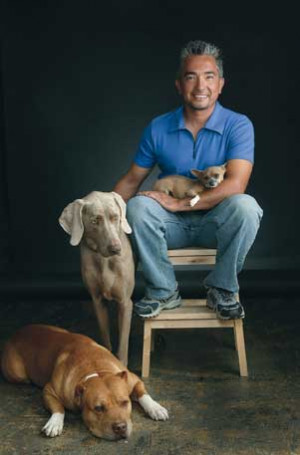 cesar millan on traveling with dogs