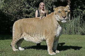 Lion + Tiger= Liger