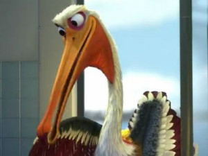 Nigel, an australian pelican