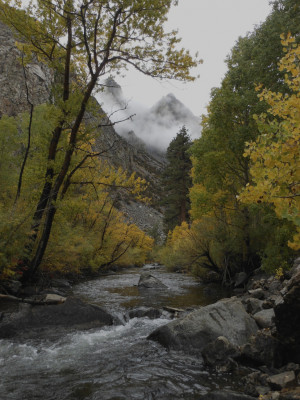 15 Rush Creek Aspen Trees Aerie Crag DIP Quotes