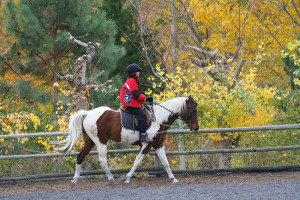 Horse Riding Is A Sport Quotes Horse riding is a really fun