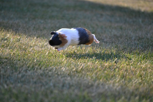 Flying Guinea Pig!