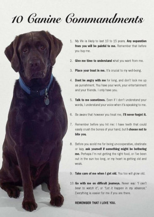 Top 10 commandments for dog owners
