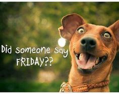 friday more happy friday dogs stuff funny dogs quotes friday dogs pets ...