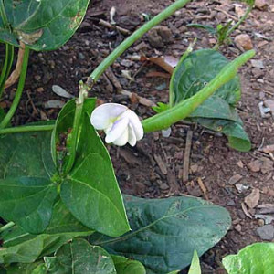 Whippoorwill Cowpea Seeds ( Vigna unguiculata 'Whippoorwill' )