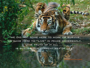 Tiger Reflecting Green Eyes pamela quote