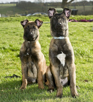 Kiwi and Keith, the 13-week-old Belgian Malinois puppies, stand tall ...