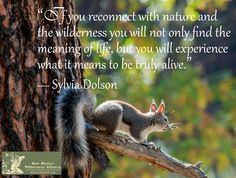 Wilderness Quotes