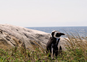 Related Pictures giraffes chasing a granddaughter funny news police ...