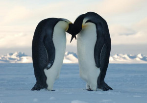 Emperor penguins courting.