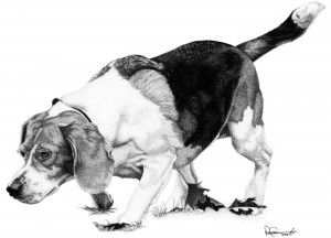 The Beagle Dog Breed Medium