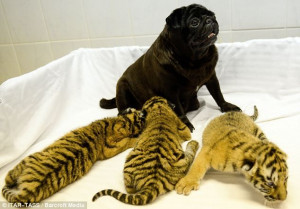 Proud: The pug seems completely unconcerned at the litter of tigers ...