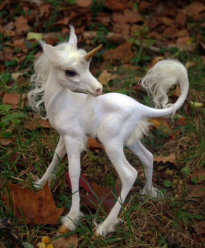 heres-a-baby-unicorn-22010-1301022341-3.jpg