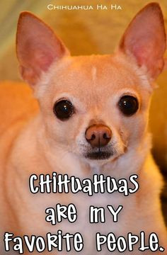 Chihuahua Quotes