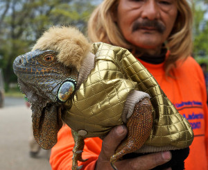 Funny Dressed Up Iguana