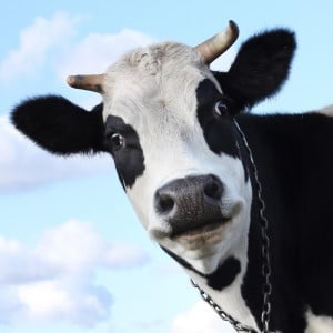 Smiling cow on sky background