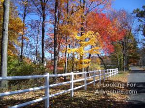 Road Fence Autumn Fall Tree