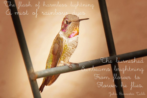 The hummingbird font is entitled 