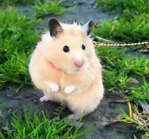 Cute hamster Image