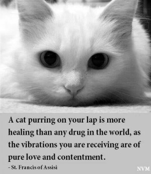 Purring cat quote by St. Francis of Assisi: Happy Kitty, Cat Quotes ...
