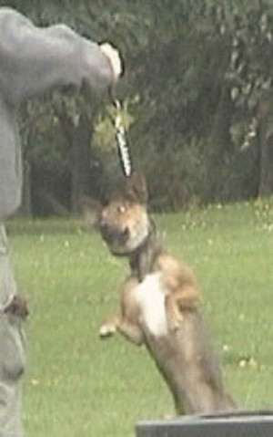 pictures animal cruelty warning graphic images poor animals abused