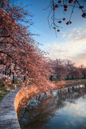 cherry blossoms sunrise trees washington DC