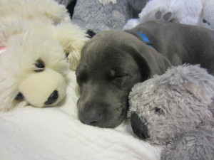 ... Puppies Cuddling With Their Favorite Stuffed Animals During Bedtime