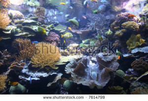 Photo Tropical Fish Coral