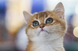 21 Inspirational Quotes From Kittens