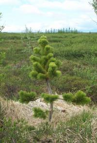 kwento tungkol sa pagpapahalaga sa birtud