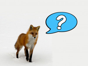 Foxes The Bible Lesson What...