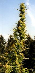 marijuana site full of best weed strains, weed types, and marijuana ...