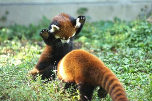 Red Panda Attack