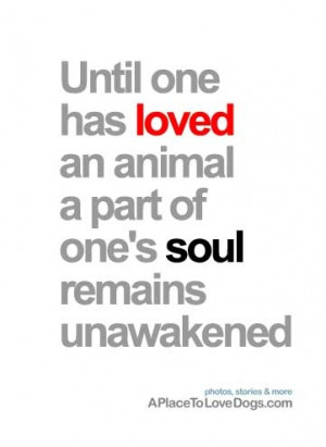 dogs puppy puppies cute doggy doggies adorable funny fun silly quotes