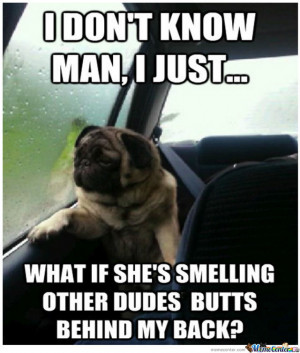 Related Pictures pug problem funny dog a sad pug looking out of a car ...