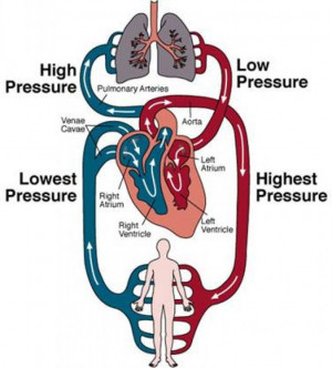... -diagram-circulatory-system---health-and-physical-education-7d4n7idk