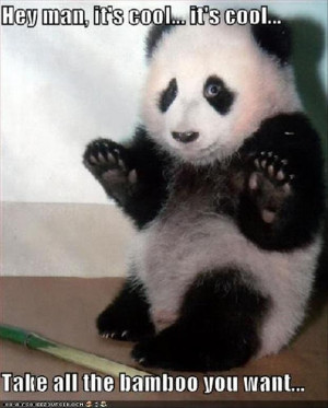 funny-animal-pictures-panda-bears