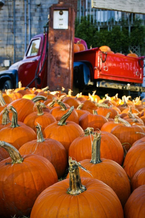 pumpkin patchFall Pumpkin, Fall Beautiful, Fall Decor, Favorite Things ...