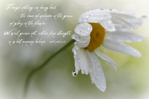 Sympathy quote white flower with watrdrops on it