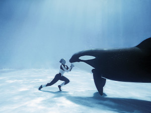 Imágenes de Orcas