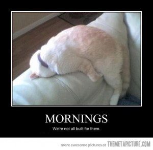 Funny photos funny cat sleeping mondays
