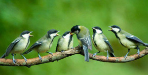 Mother bird feeding baby birds (cf John 21:15ff)