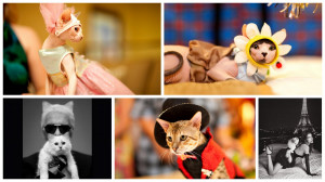 Cats in Fashion, Choupette to Hello Kitty