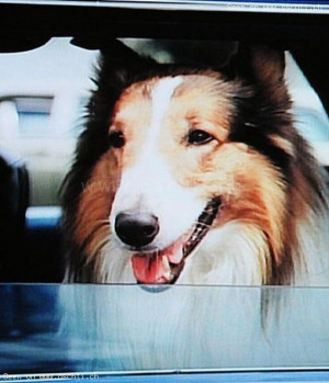Lassie-Lassie-Lassie.jpg