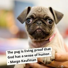 ... pug is living proof that God has a sense of humor! #dogs #pug #quotes