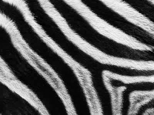Zebra Stripes Jigsaw Puzzle