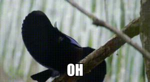 fabulous bird mating dance animated gif animal funny pics pictures pic ...