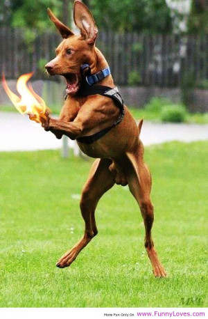 Funny #Dogs | Top 41 best and most funniest dog #pictures